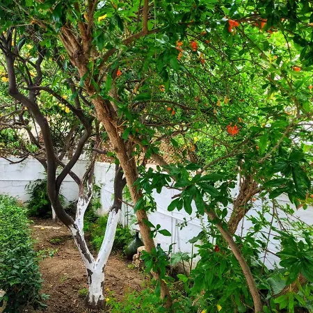 House With Garden In Of Rhodes Tatil Evi *